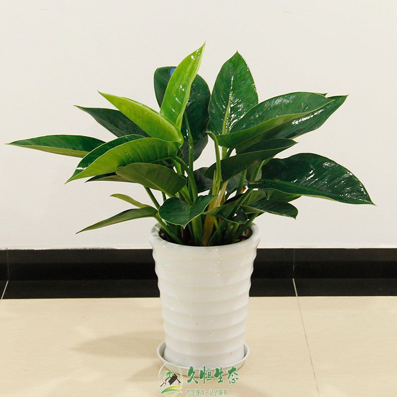 合肥高新金钻