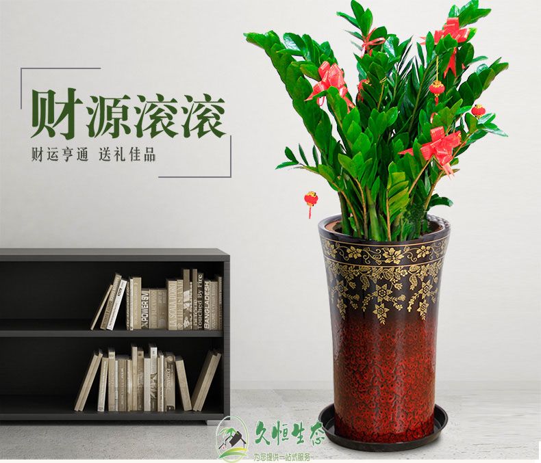 合肥高新金钱树